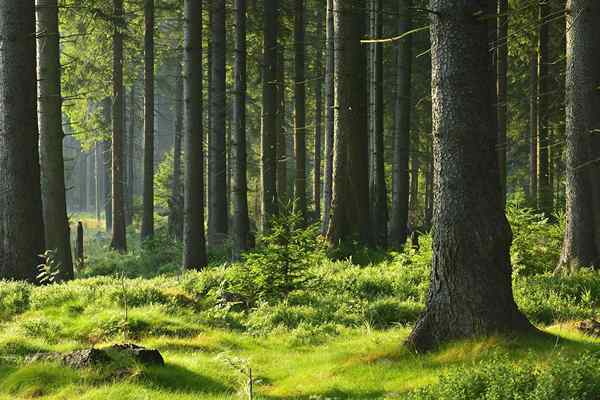 Les forêts