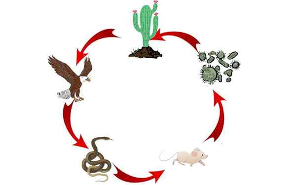 Desert Food Chain