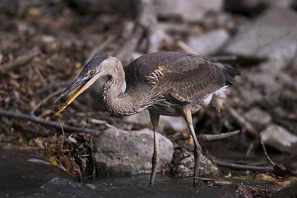 Trophische Mangrovenkette