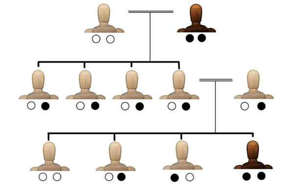 Caractère dominant et récessif