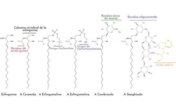 Cerebrosides