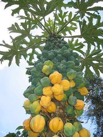 Chigualcan cosa sono, caratteristiche, habitat, usi, proprietà