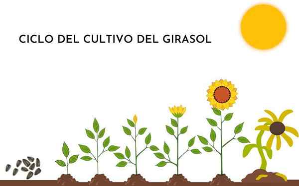 Ciclo di vita di girasole