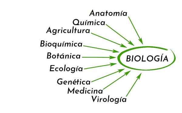 Ciências que se relacionam com a biologia