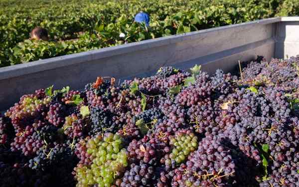 Circuit de productif du vin