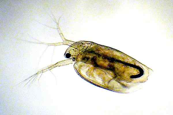 Cladoceros o que é, características, classificação, habitat