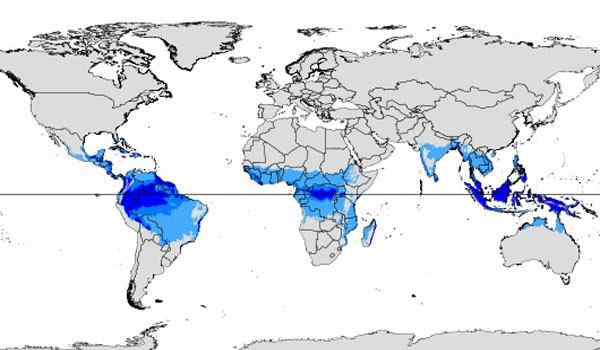 Caratteristiche climatiche tropicali, posizione, sottotipi, flora, fauna