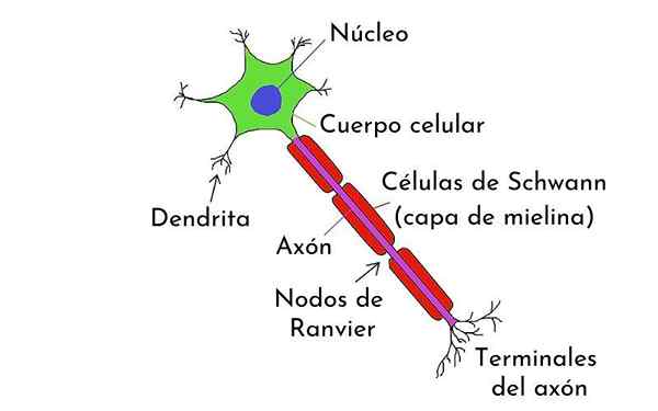 Cellule di Schwann