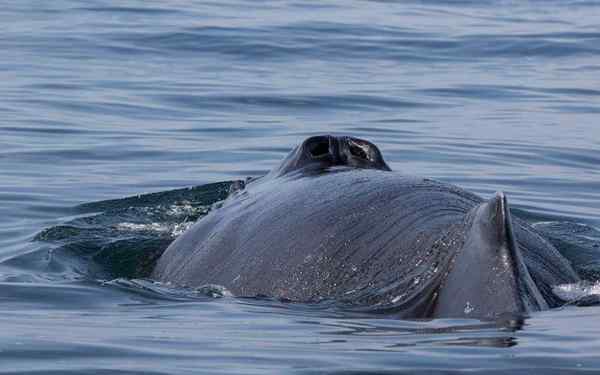 Come respirano le balene?