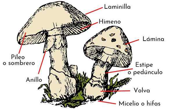 Como se alimentam de fungos?