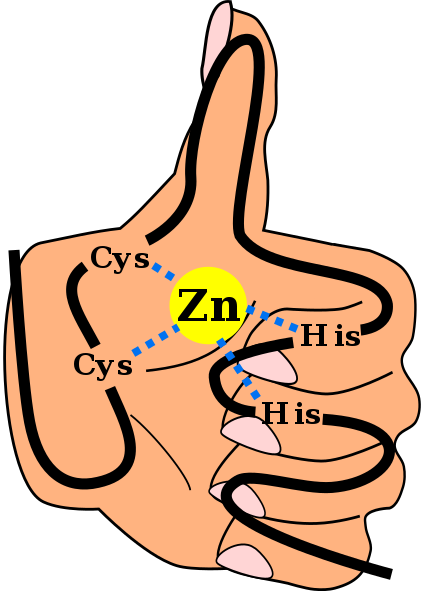 Dita di zinco, struttura, classificazione, funzione