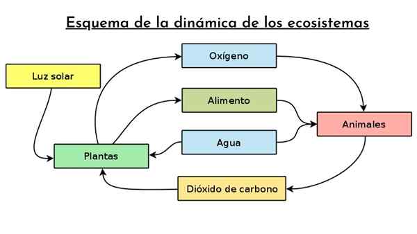 Dinâmica dos ecossistemas