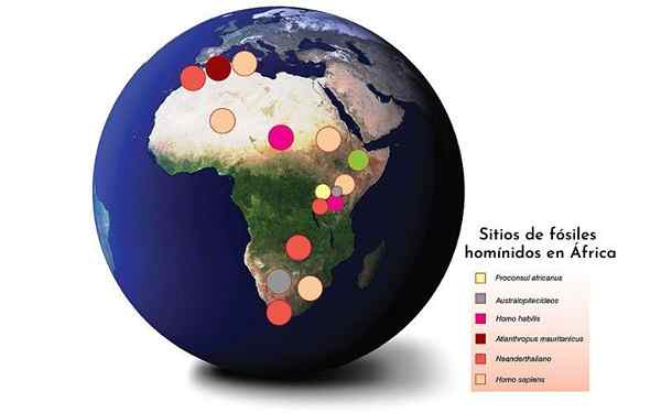 Dari mana asal hominid?