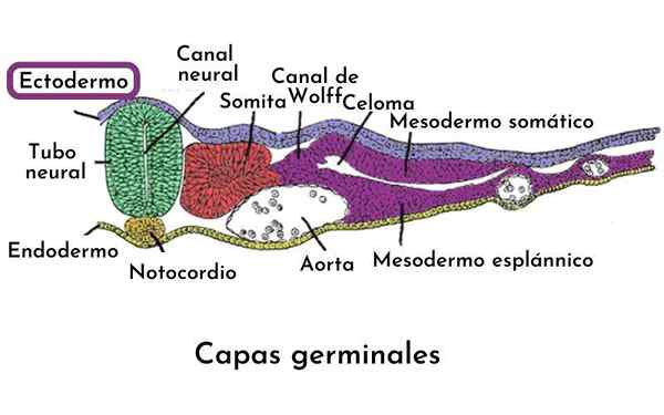 Ektoderm