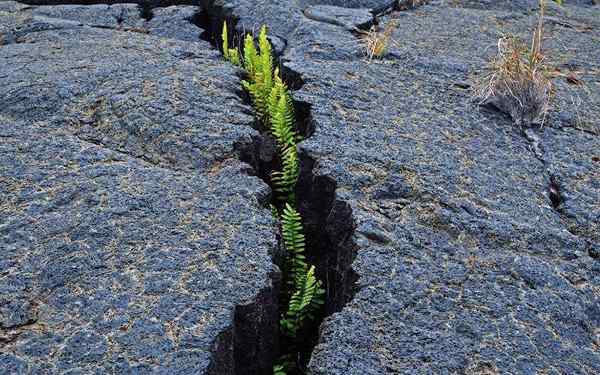 Resilience eksempler (personlige historier)