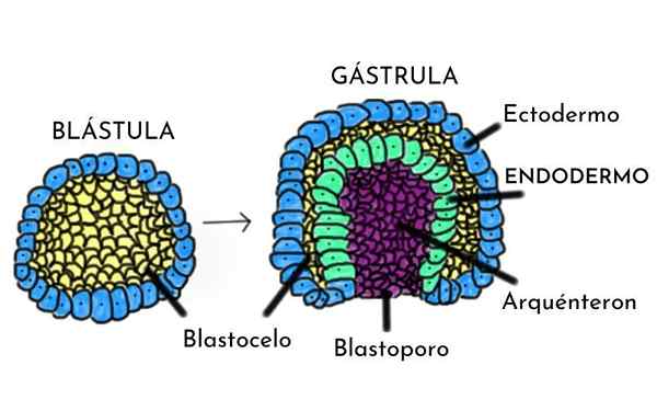 Endoderma