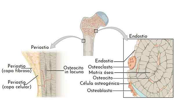 Endostio