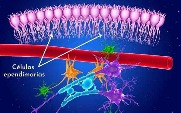 Ependimocytes