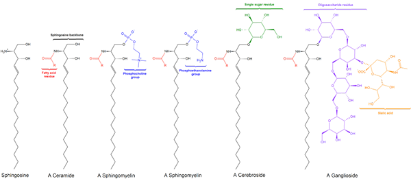 Sphingolipides quelles sont les caractéristiques, les fonctions, la synthèse