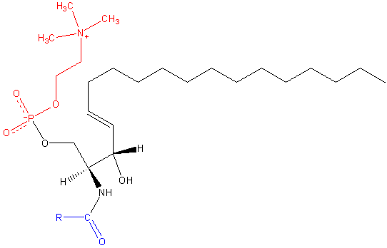 Sfingomyeline cosa è, struttura, funzioni, sintesi