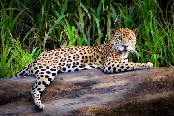 Fauna dalla regione pacifica della Colombia