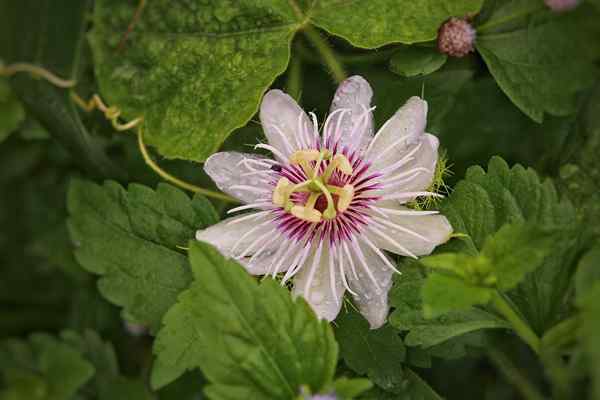 Fauna dan Flora di wilayah Amazon