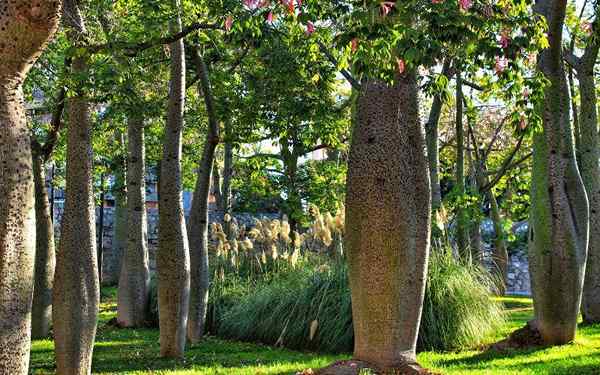 Flora del Guatemala