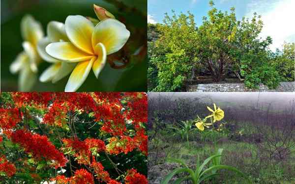 Flora dari pantai Peru