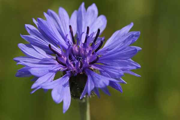 Niemcy flora i fauna