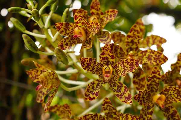 Ecuadors Flora und Fauna