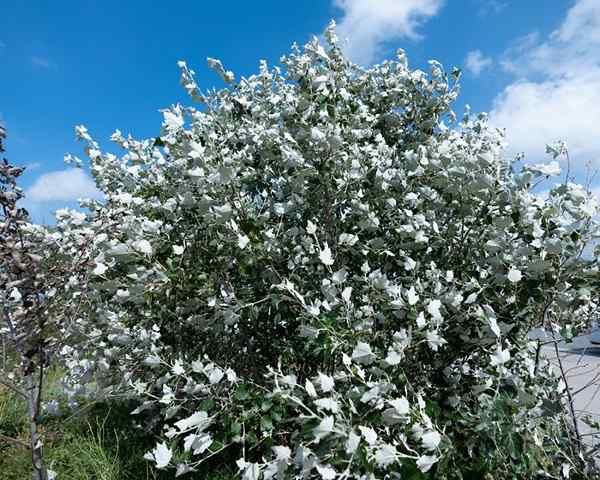 Flora in favna Guadalajara