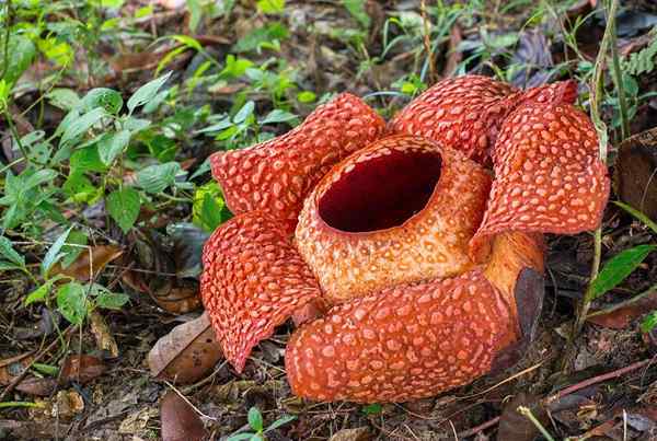 Indonezijska flora in favna