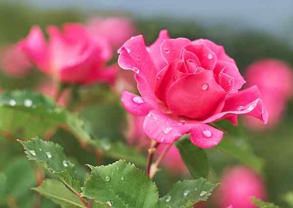 Flora og fauna fra den ecuadorianske kysten