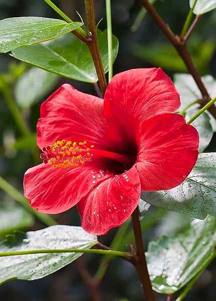 Flora dan Fauna dari rantau Caribbean Colombia