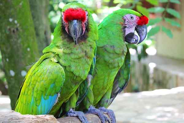 Flora e fauna della Mesoamerica