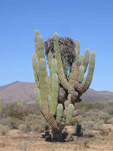 Querétaro Flora en Fauna