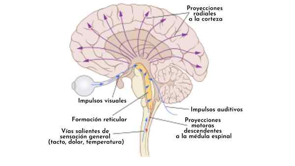 Pembentukan reticular