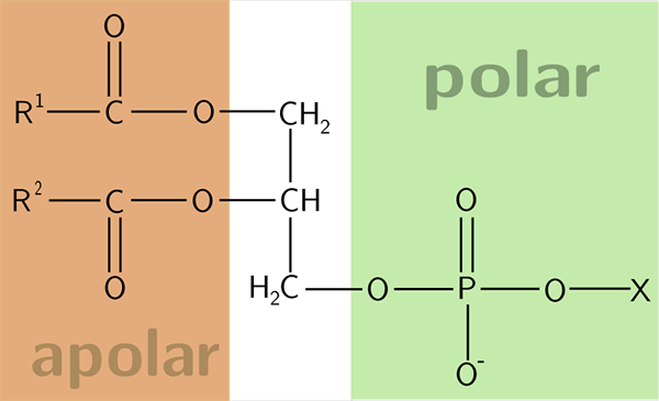 Phosphoglycérides