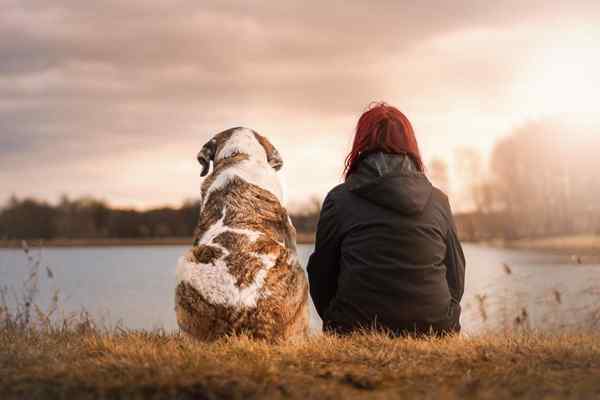 Sätze über Hunde