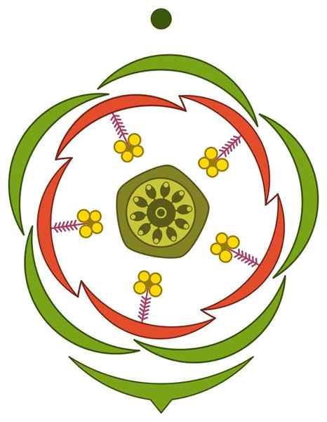 Formula floreale