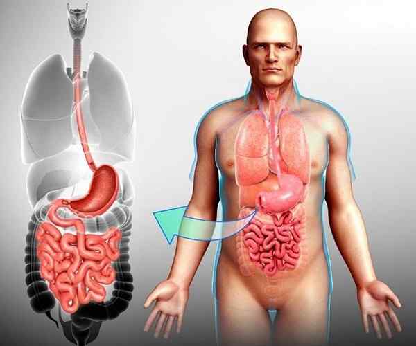 Função nutricional