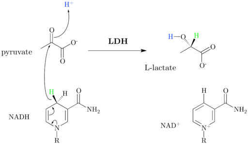 Aerobia -Glykolyse Was ist Reaktionen, glykolytische Vermittler