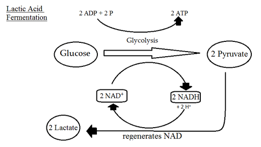 Glicolisi anaerobica cosa sono, reazioni, percorsi fermentativi