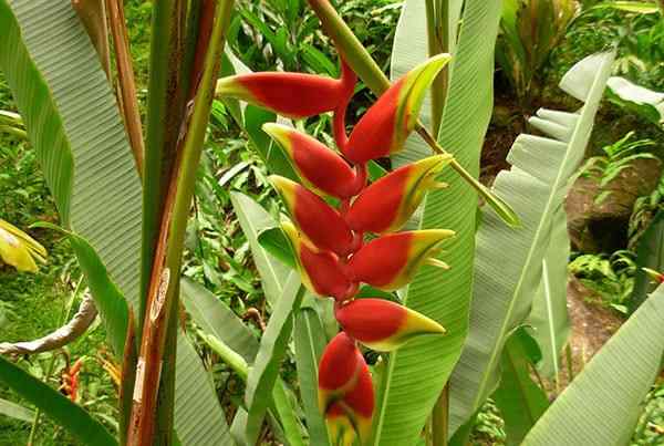 Heliconia rostrata Co to jest, cechy, taksonomia, siedlisko,