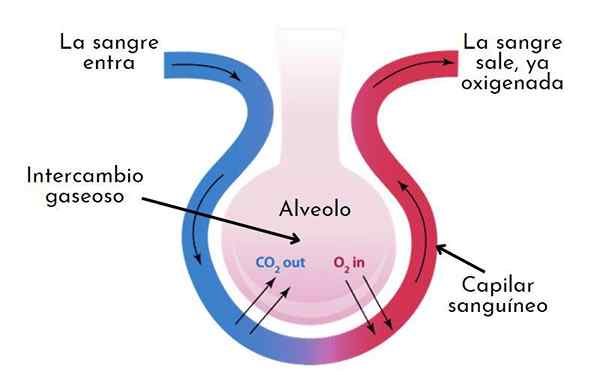 Hematose