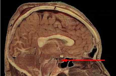 Caractéristiques hypophysaires, fonctions, pathologies