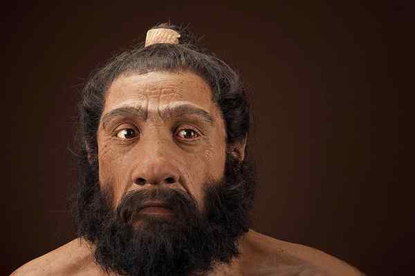 Homo neandertarensis