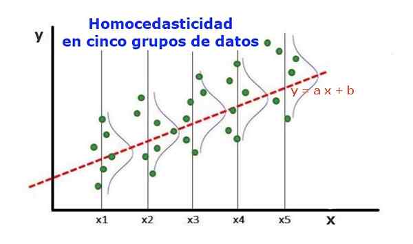 Homocedicidade O que é, importância e exemplos