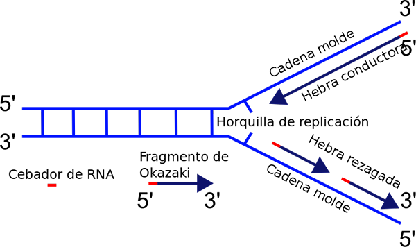 Fourche de réplication