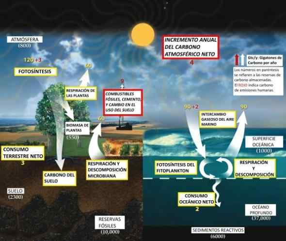 Importância do carbono nos seres vivos